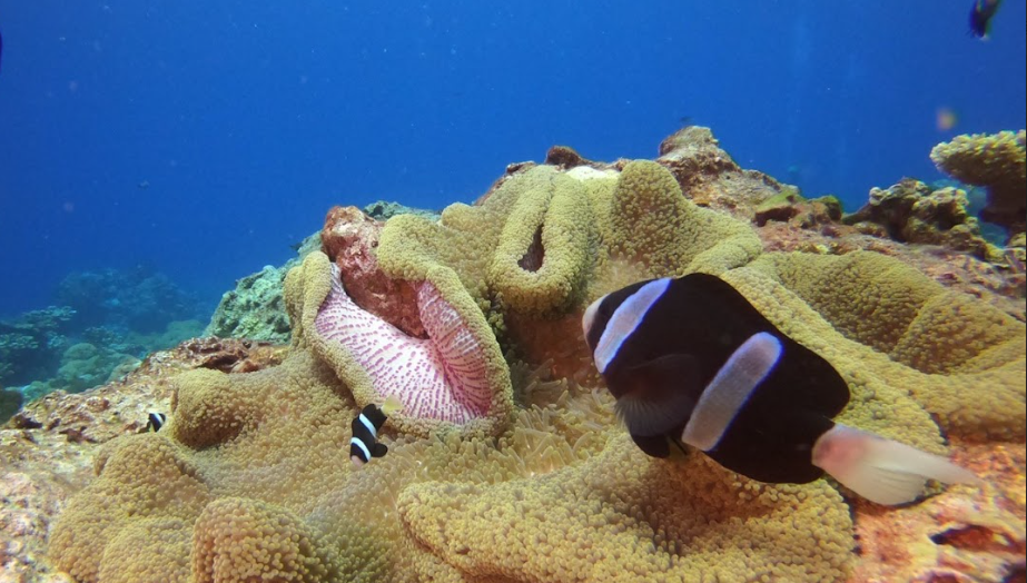 綠島浮淺看到的海底生物