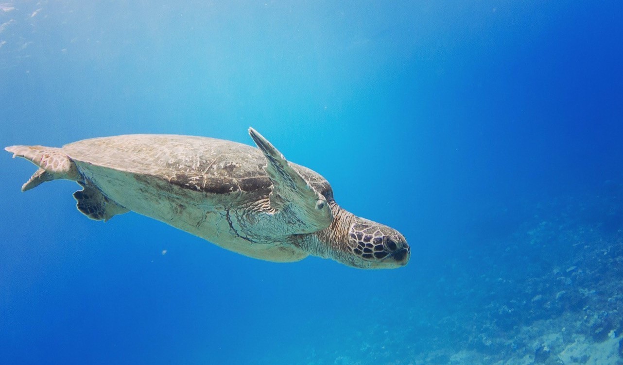 海龜在游泳